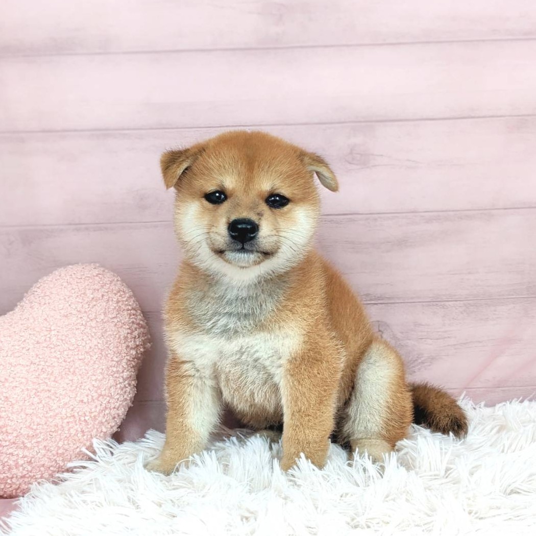 兵庫県の柴犬(標準サイズ) (犬の家＆猫の里川西店/2025年5月15日生まれ/女の子/赤)の子犬の1枚目の画像