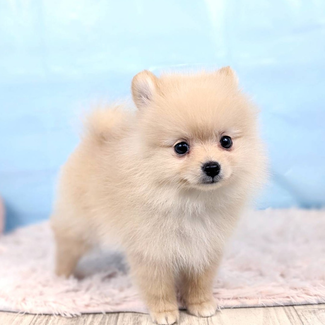 兵庫県のポメラニアン (犬の家＆猫の里川西店/2025年5月12日生まれ/男の子/クリーム)の子犬の2枚目の画像