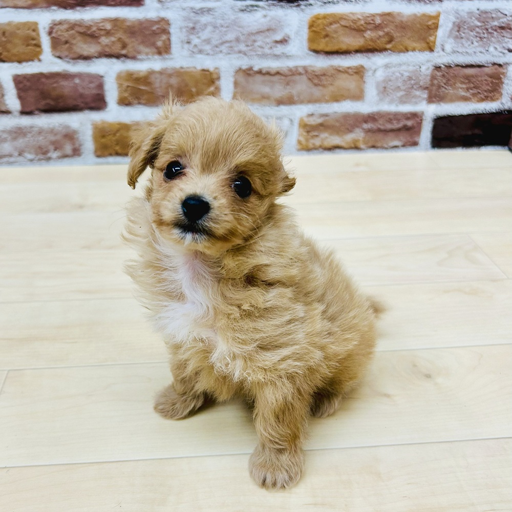愛知県のポメプー(ポメラニアン×プードル) (犬の家＆猫の里七宝店/2025年5月16日生まれ/女の子/アプリコットホワイト)の子犬の1枚目の画像