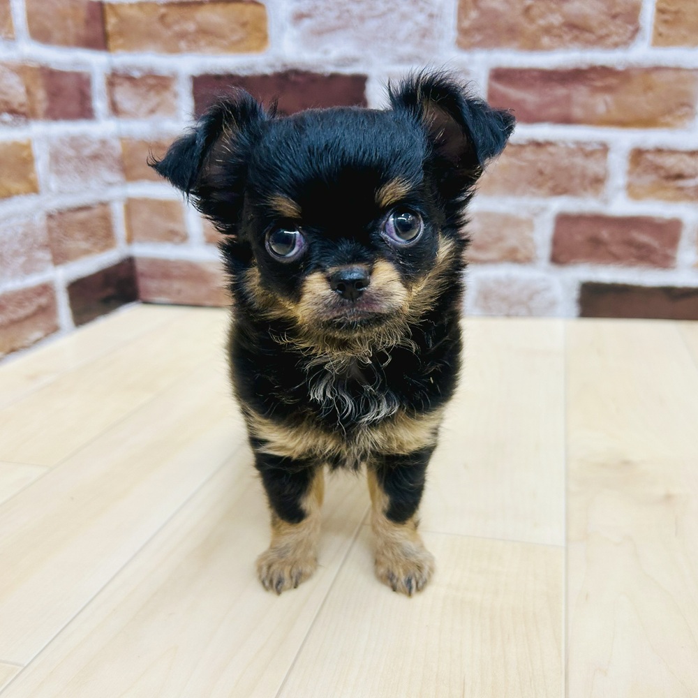 愛知県のチワワ(ロング) (犬の家＆猫の里七宝店/2025年5月15日生まれ/女の子/ブラックタン)の子犬の2枚目の画像