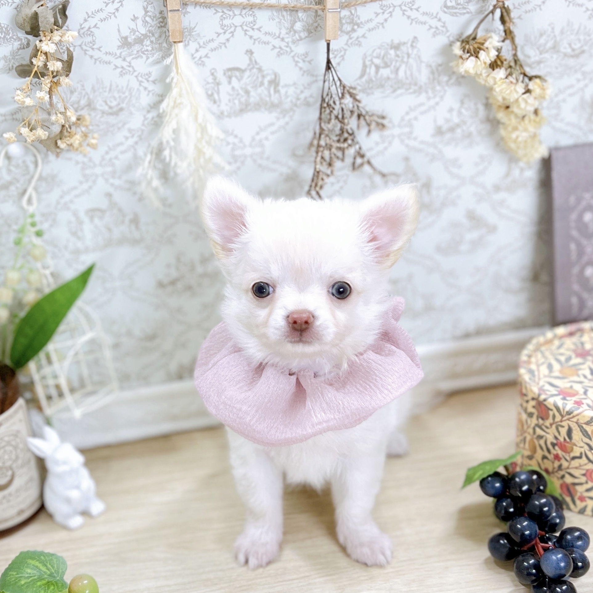 福井県のチワワ(ロング) (犬の家＆猫の里アミーゴ福井大和田店/2025年5月16日生まれ/女の子/クリーム)の子犬の2枚目の画像