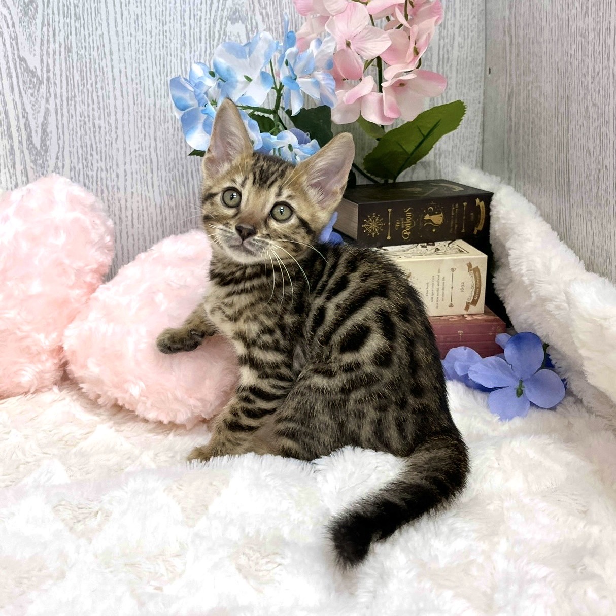 神奈川県のベンガル (犬の家＆猫の里相模原店/2025年5月15日生まれ/女の子/ブラウンスポットタビー)の子猫の2枚目の画像