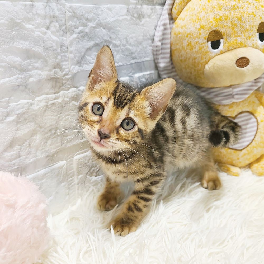 愛知県のベンガル (犬の家＆猫の里MiO香久山店/2025年5月15日生まれ/女の子/ブラウンスポットタビー)の子猫の1枚目の画像