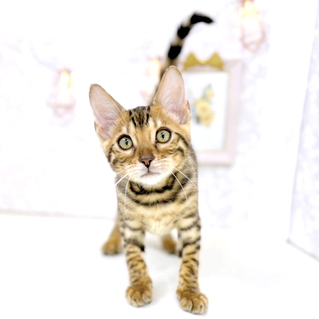 富山県のベンガル (犬の家＆猫の里アミーゴ高岡蓮花寺店/2025年5月15日生まれ/男の子/ブラウンスポットタビー)の子猫の1枚目の画像