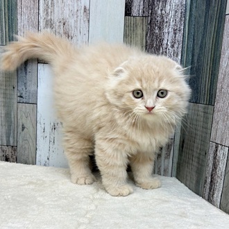 静岡県のスコティッシュフォールド (犬の家＆猫の里マークイズ静岡店/2025年5月15日生まれ/男の子/クリームタビー)の子猫の2枚目の画像