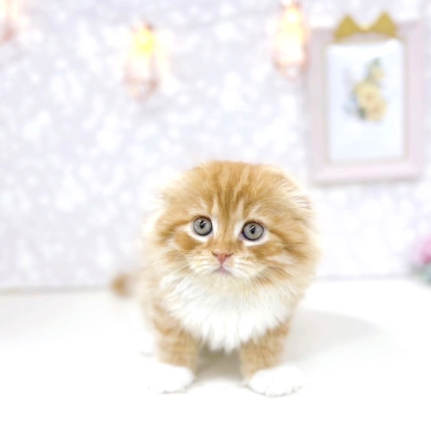 富山県のスコティッシュフォールド (犬の家＆猫の里アミーゴ高岡蓮花寺店/2025年5月15日生まれ/女の子/レッドタビーホワイト)の子猫の1枚目の画像