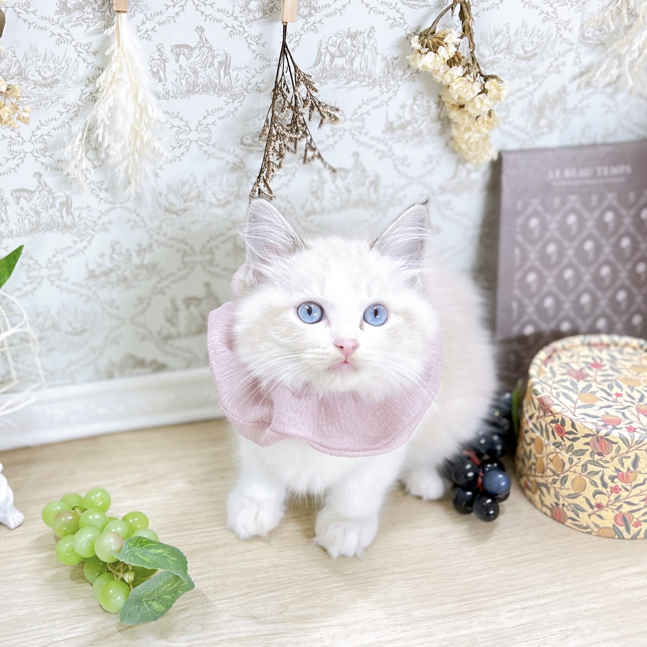福井県のラグドール (犬の家＆猫の里アミーゴ福井大和田店/2025年5月8日生まれ/女の子/シールポイントバイカラー)の子猫の2枚目の画像