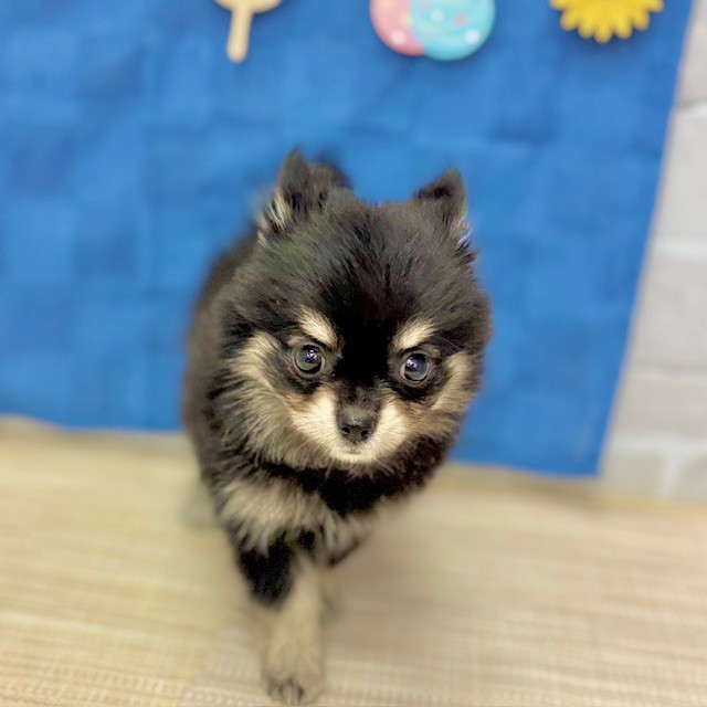 ハーフ犬女の子の写真