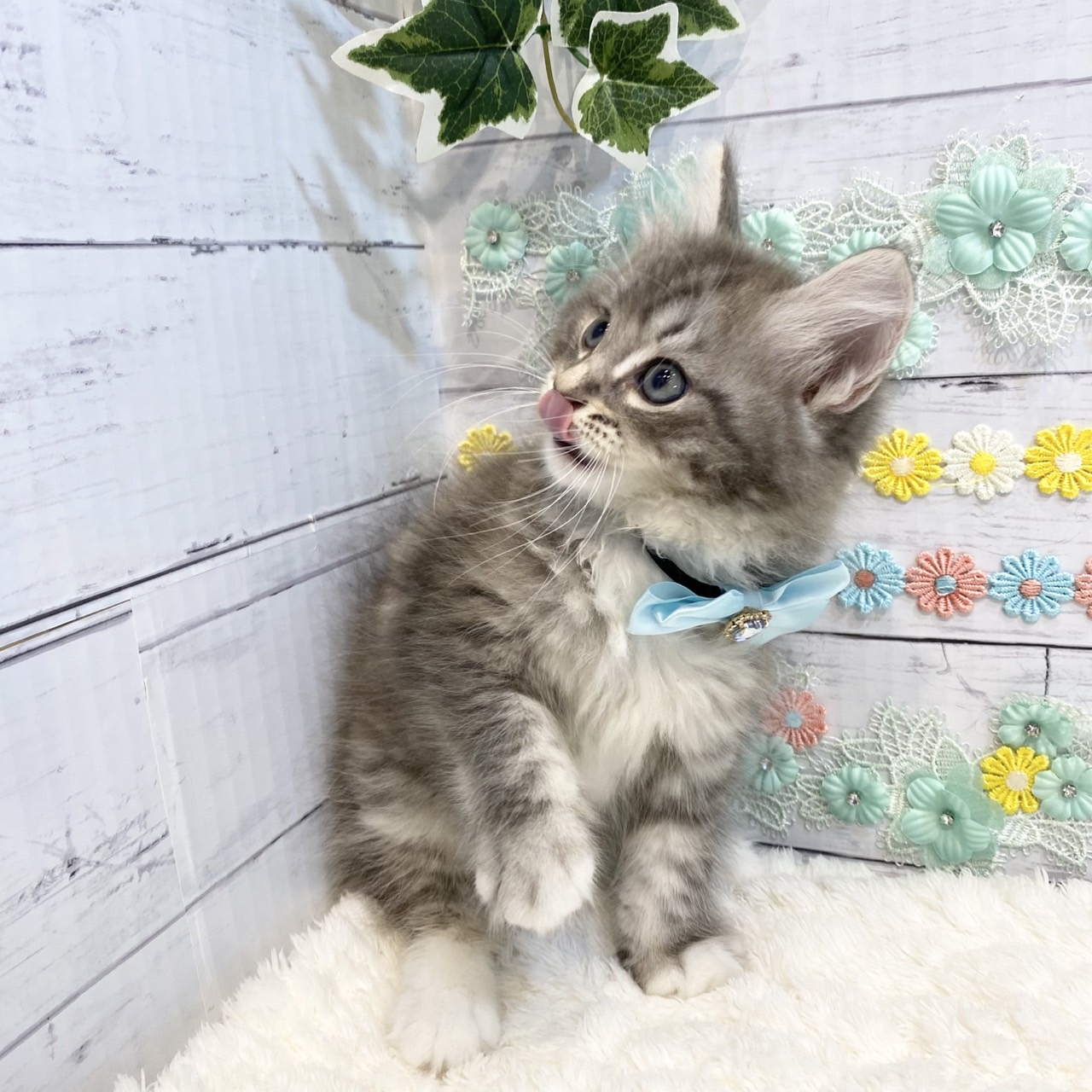 長野県のラガマフィン (犬の家＆猫の里カインズ梓川店/2025年5月14日生まれ/男の子/ブルータビーホワイト)の子猫の2枚目の画像