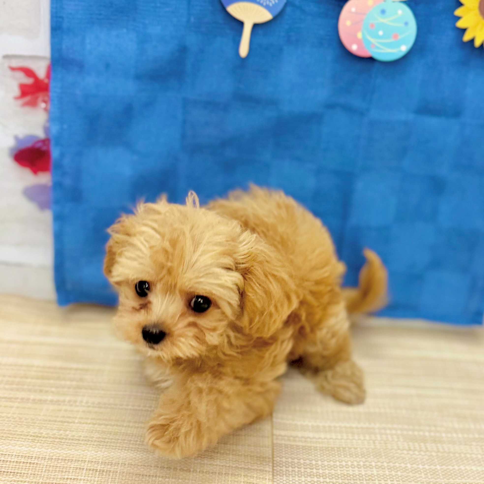 ハーフ犬女の子の写真