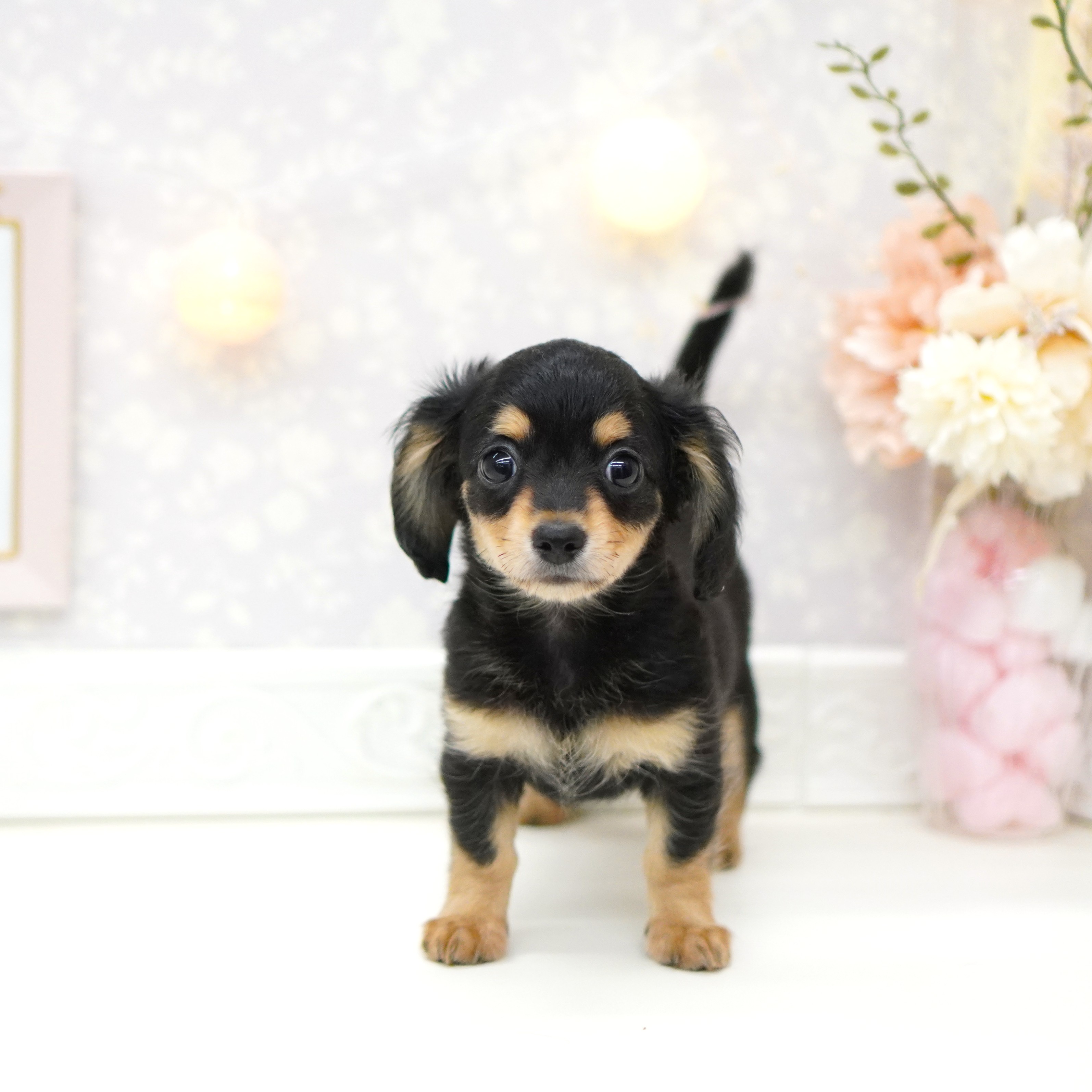 ハーフ犬女の子の写真