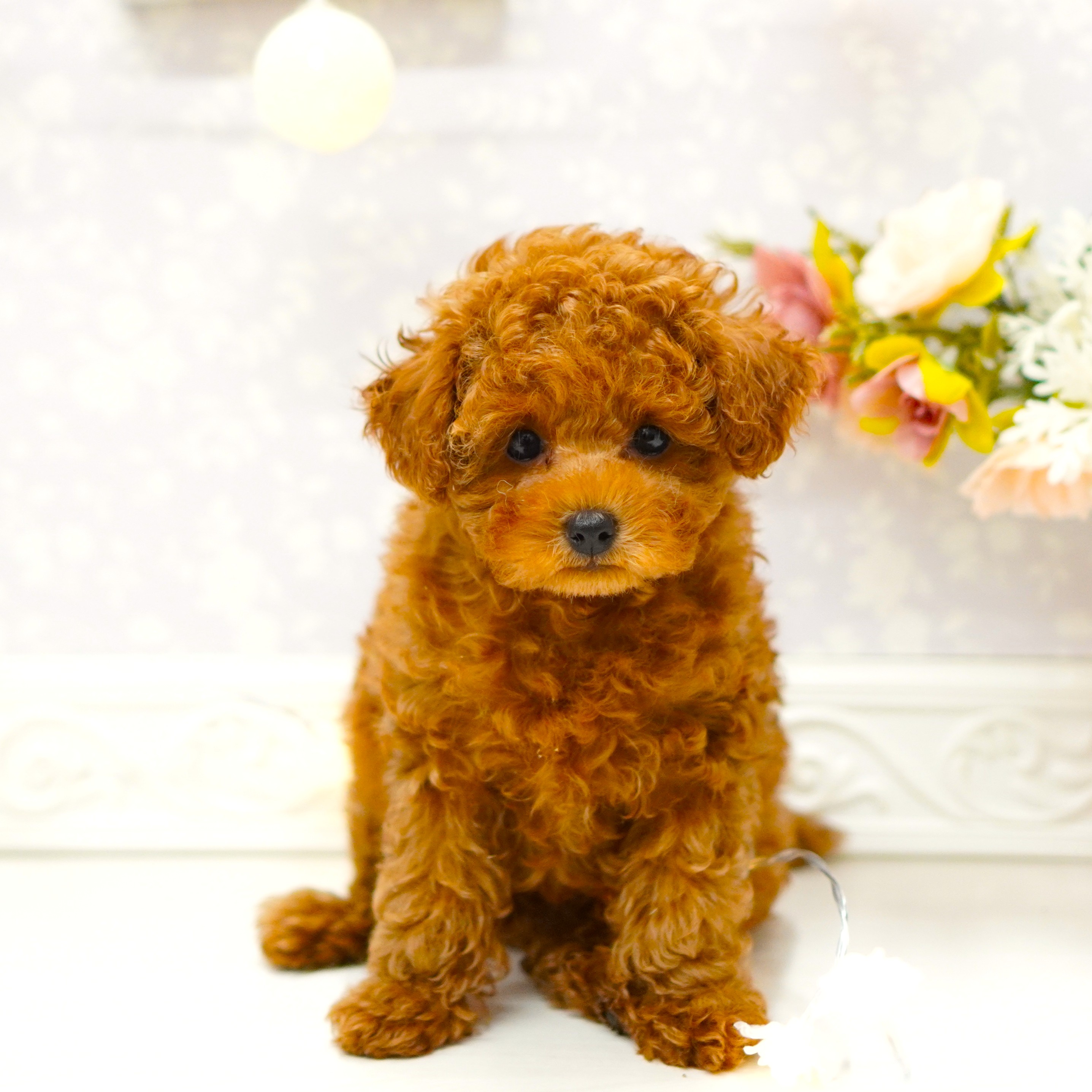 富山県のトイプードル(トイ) (犬の家＆猫の里アミーゴ山室店/2025年5月14日生まれ/男の子/レッドフォーン)の子犬の2枚目の画像