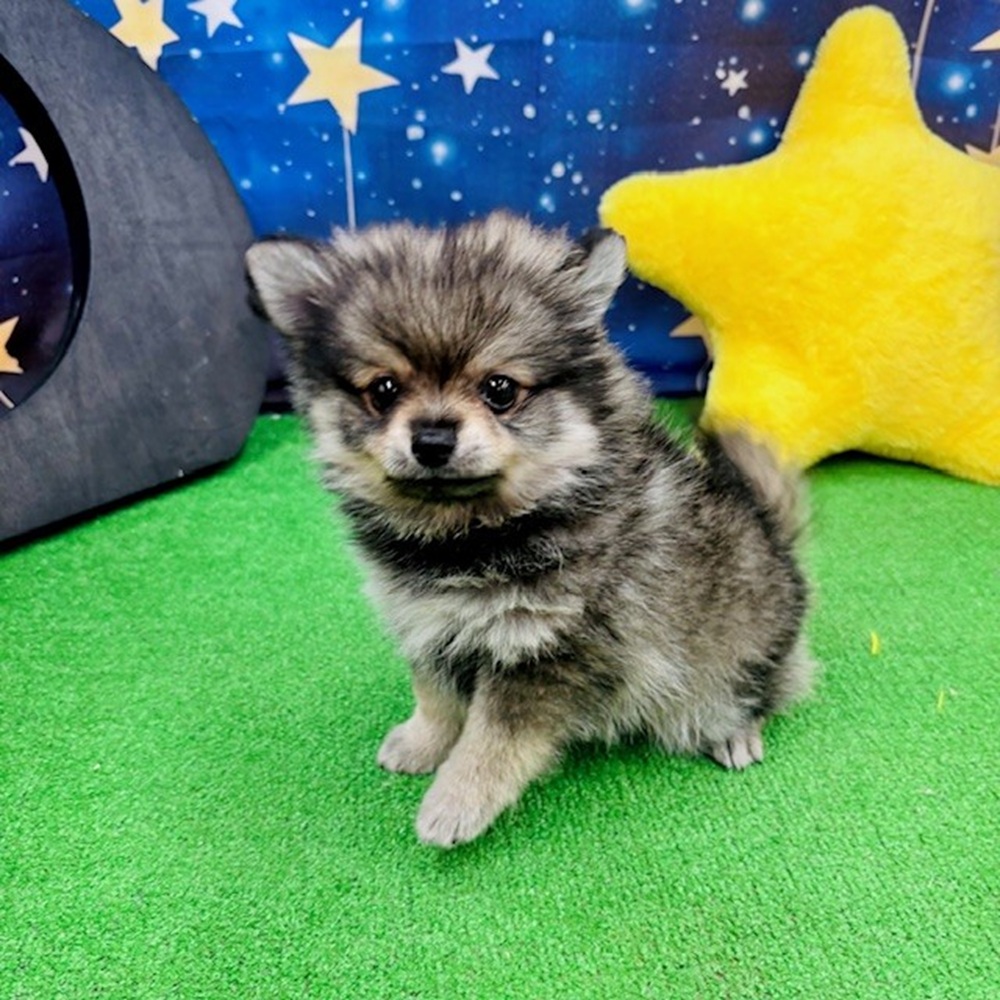 愛知県のポメチワ/チワポメ/ポメチー(ポメラニアン×チワワ) (犬の家&猫の里名古屋天白店/2025年5月15日生まれ/男の子/ウルフセーブル)の子犬
