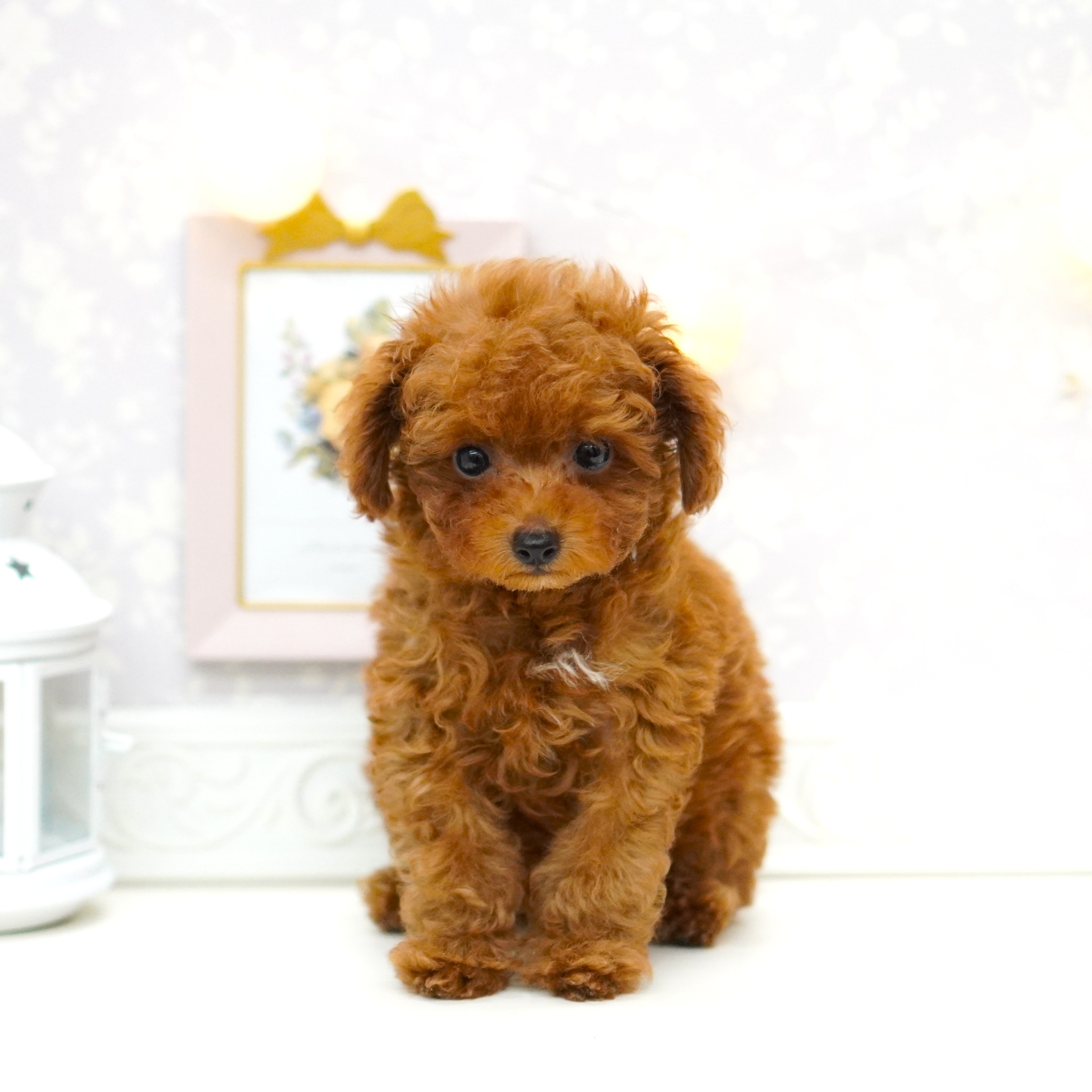 富山県のトイプードル(トイ) (犬の家＆猫の里富山店/2025年5月15日生まれ/男の子/レッドフォーン)の子犬の1枚目の画像