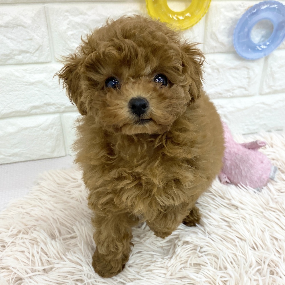愛知県のトイプードル(トイ) (犬の家＆猫の里MEGAドン・キホーテ東海名和店/2025年5月17日生まれ/女の子/レッドフォーン)の子犬の2枚目の画像