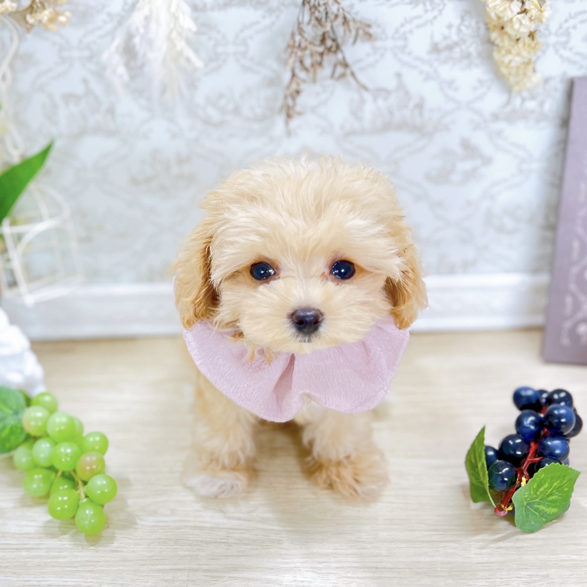 福井県のマルプー(マルチーズ×プードル) (犬の家＆猫の里アミーゴ福井大和田店/2025年5月16日生まれ/女の子/アプリコット)の子犬の2枚目の画像
