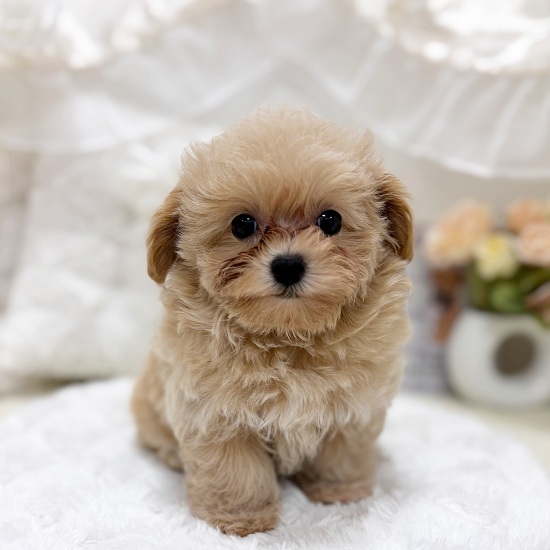 ハーフ犬女の子の写真