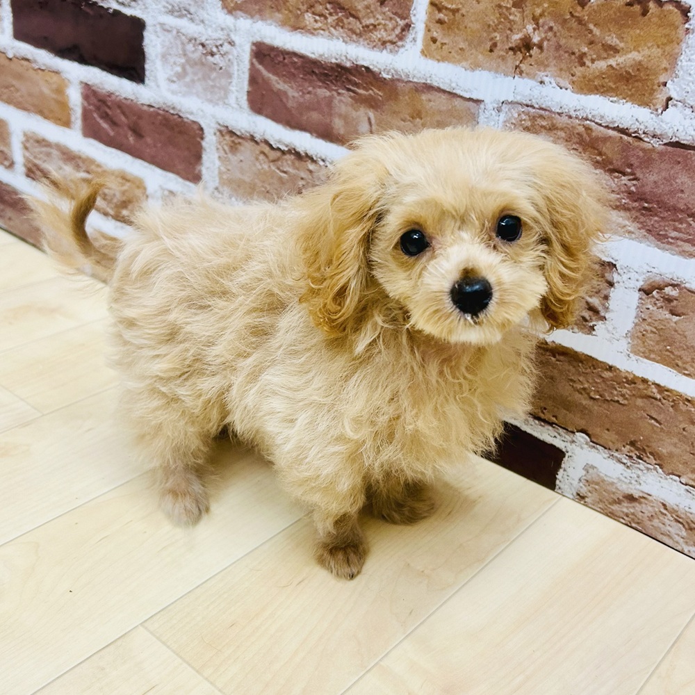 愛知県のマルプー(マルチーズ×プードル) (犬の家＆猫の里七宝店/2025年5月16日生まれ/男の子/アプリコット)の子犬の2枚目の画像