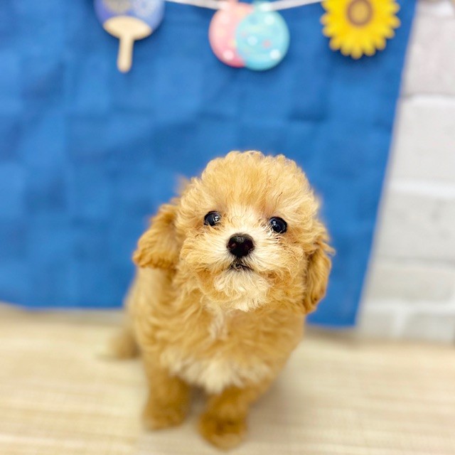 ハーフ犬男の子の写真