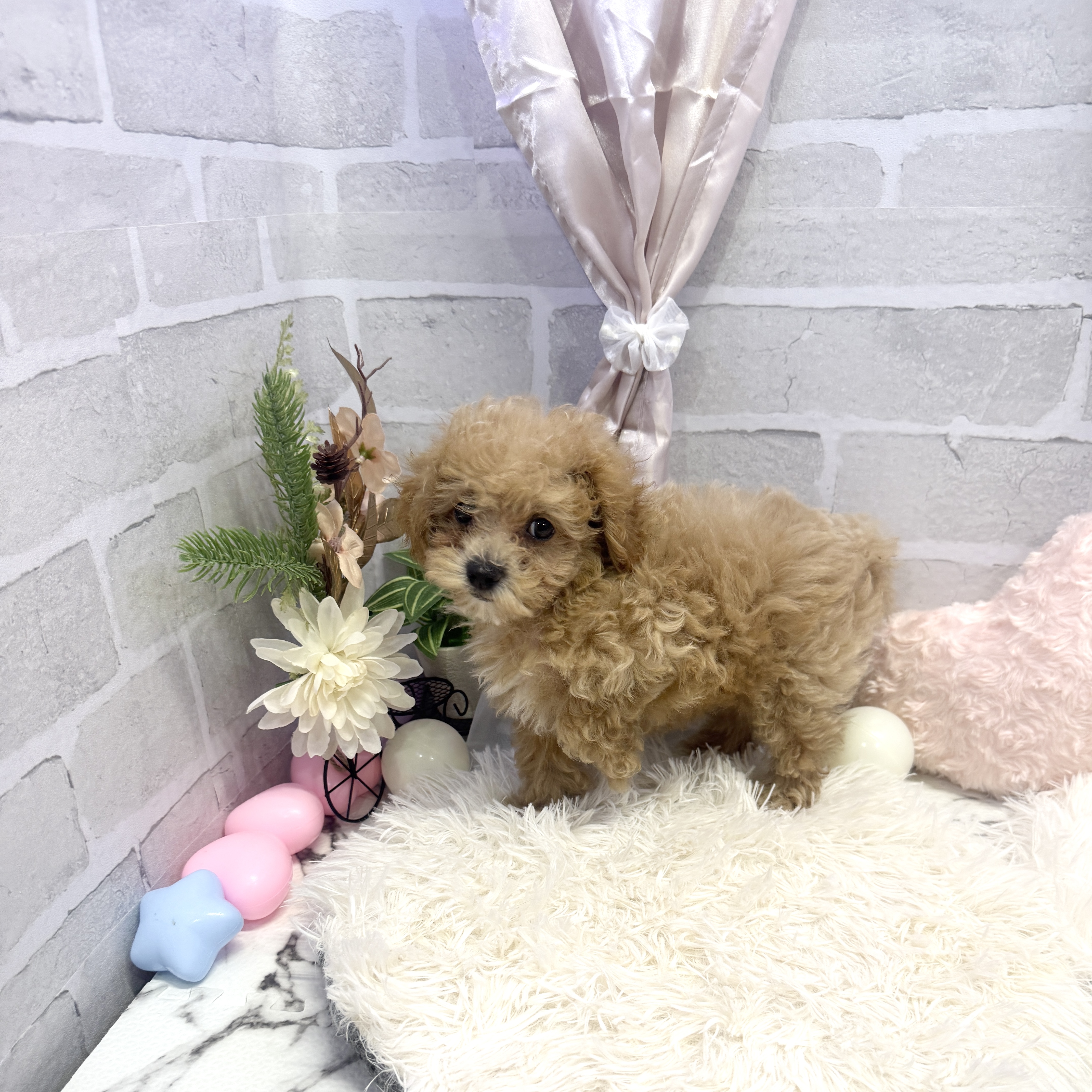 愛知県のマルプー(マルチーズ×プードル) (犬の家＆猫の里岡崎店/2025年5月16日生まれ/男の子/アプリコット)の子犬の2枚目の画像