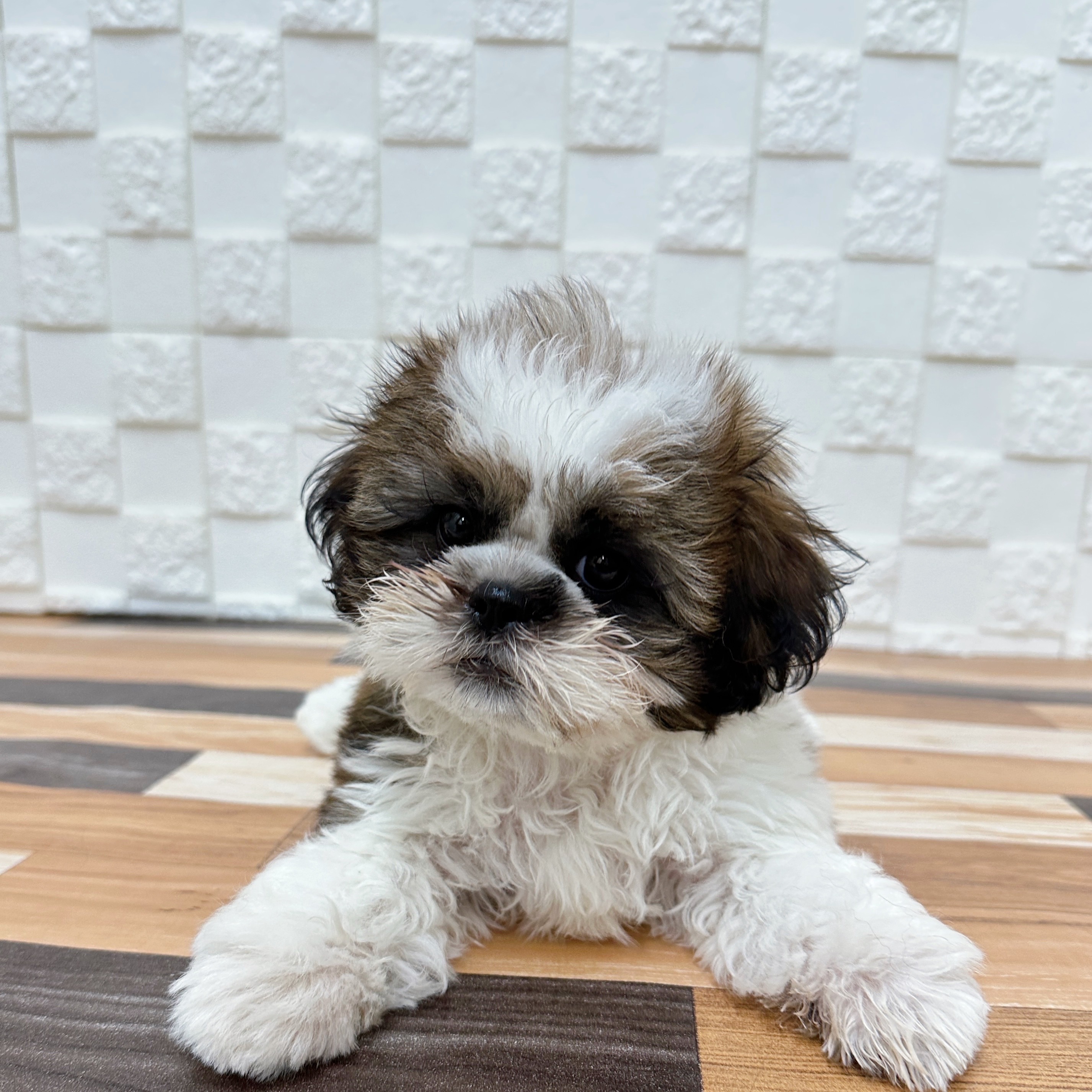 兵庫県のシーズー (犬の家＆猫の里尼崎店/2025年5月18日生まれ/男の子/ホワイトゴールド)の子犬の2枚目の画像