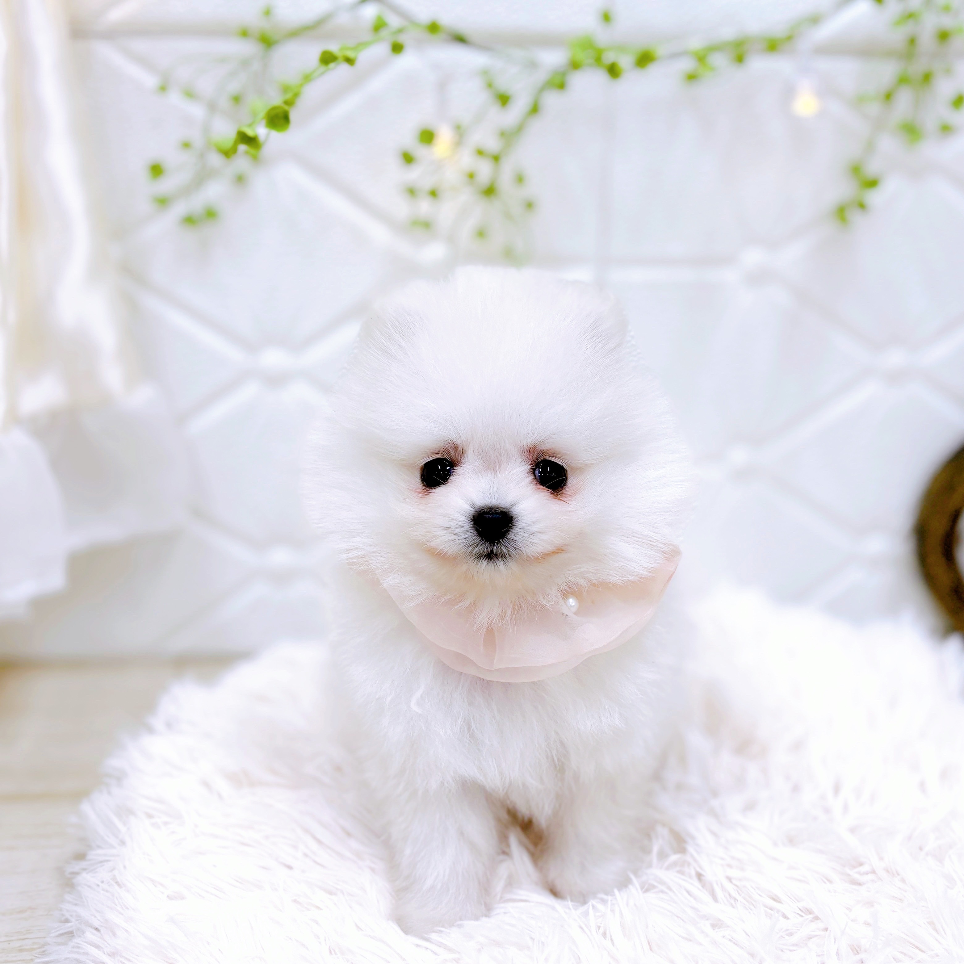 福井県のポメラニアン (犬の家＆猫の里アミーゴ福井店/2025年5月11日生まれ/女の子/クリーム)の子犬の1枚目の画像