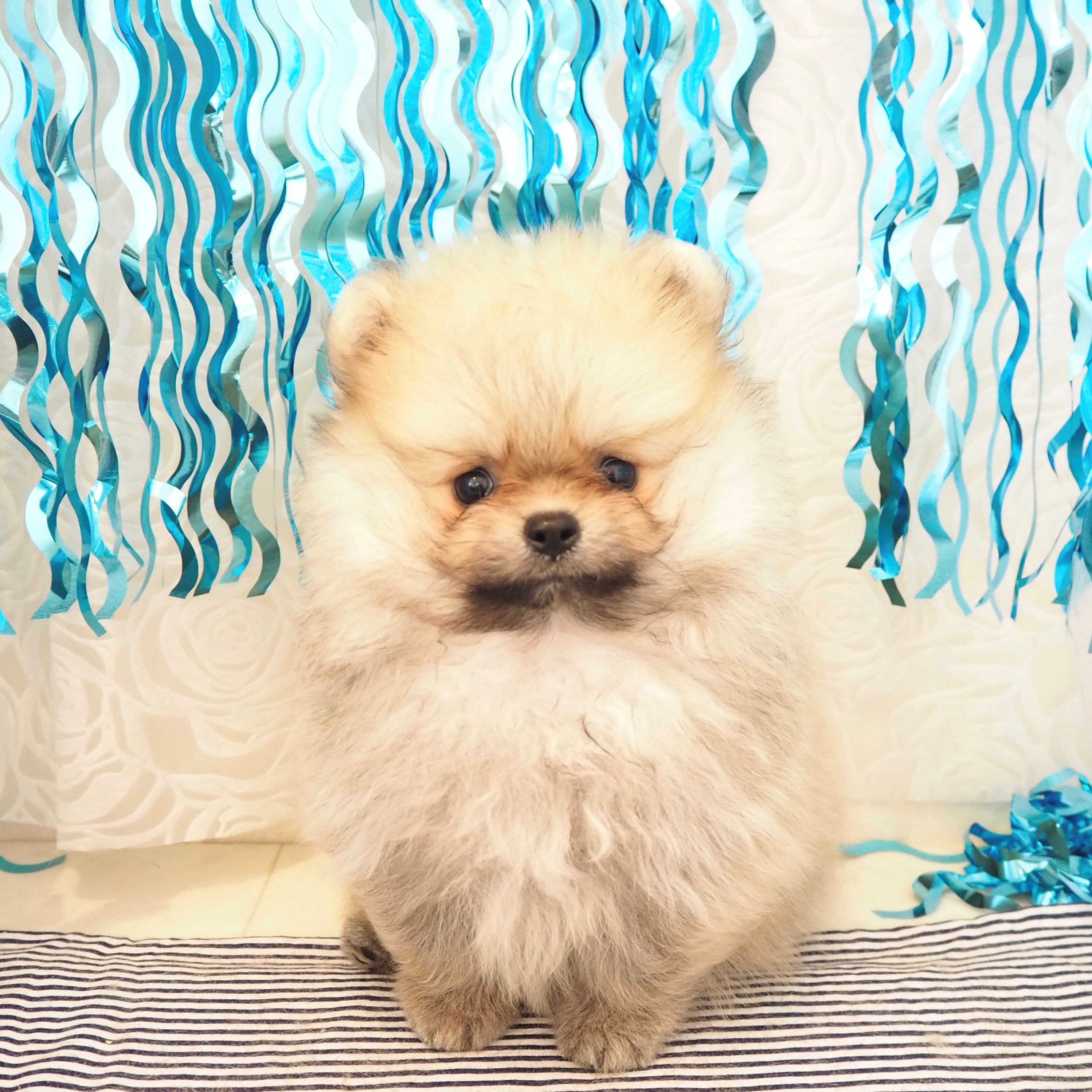 大阪府のポメラニアン (犬の家＆猫の里もりのみやキューズモールBASE店/2025年5月15日生まれ/男の子/オレンジセーブル)の子犬の1枚目の画像