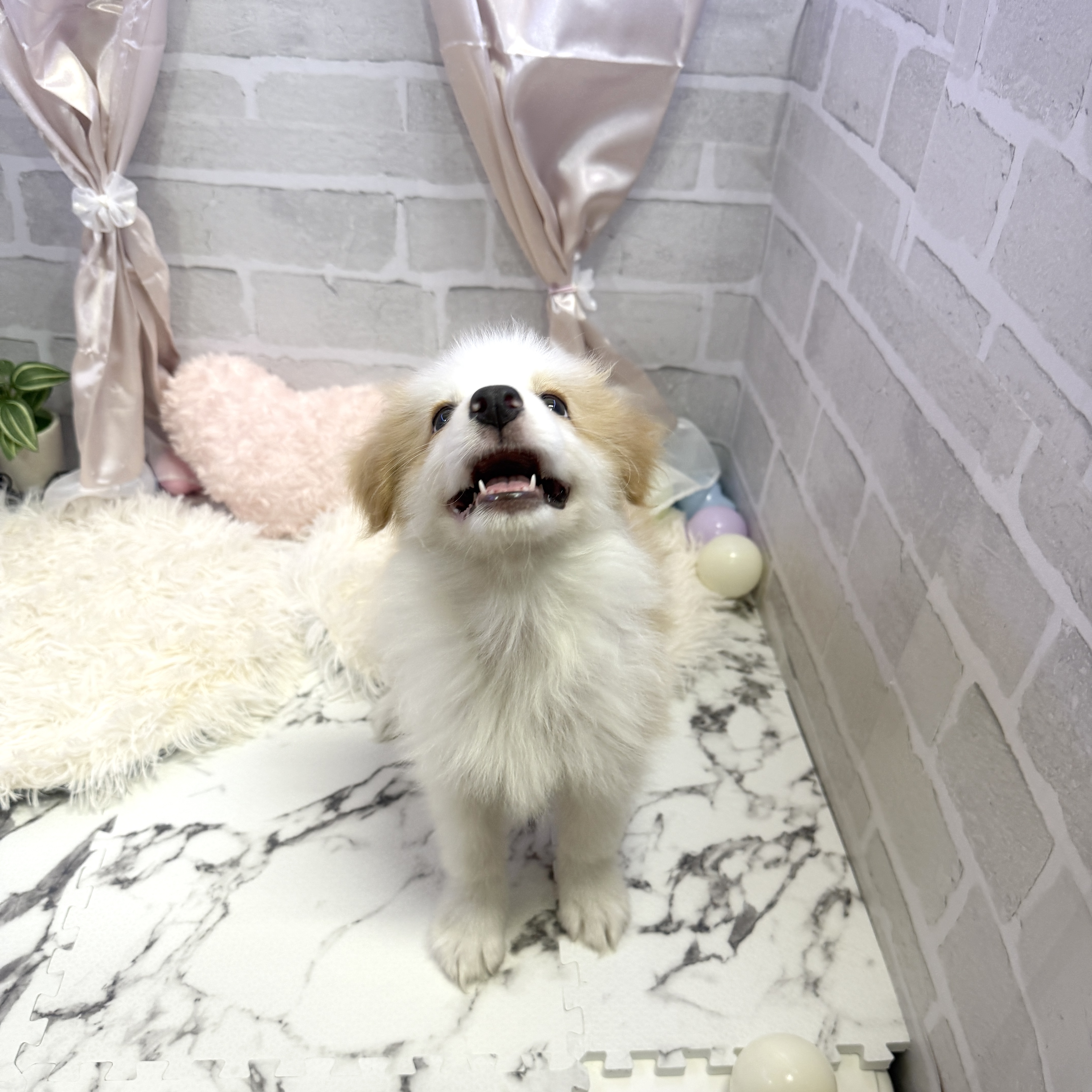 愛知県のボーダーコリー (犬の家＆猫の里岡崎店/2025年5月18日生まれ/男の子/クリームホワイト)の子犬の2枚目の画像