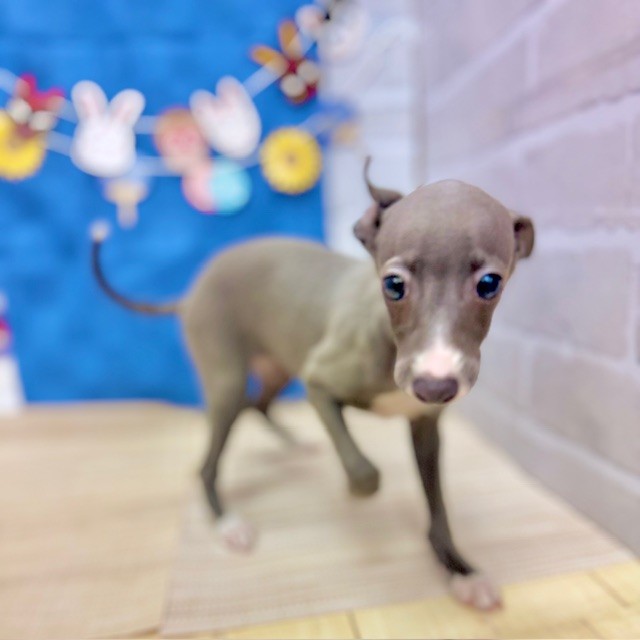 静岡県のイタリアングレーハウンド (犬の家＆猫の里プレ葉ウォーク浜北店/2025年5月9日生まれ/女の子/ブルー)の子犬の1枚目の画像