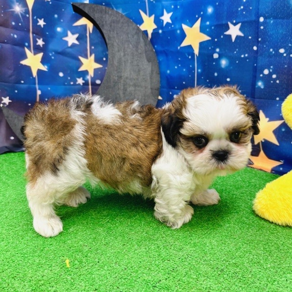 愛知県のシーズー (犬の家＆猫の里名古屋天白店/2025年5月18日生まれ/男の子/ゴールドホワイト)の子犬の2枚目の画像