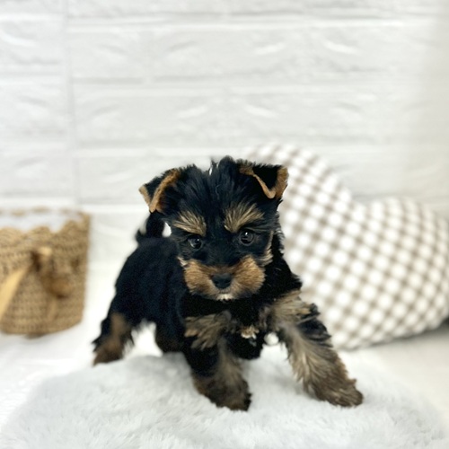 愛知県のヨークシャーテリア (犬の家＆猫の里豊川インター店/2025年5月16日生まれ/男の子/スチールブルータン)の子犬の2枚目の画像