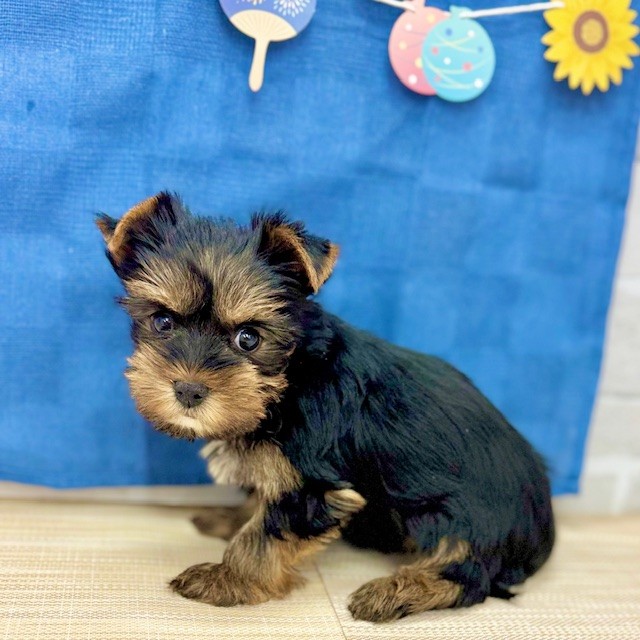 静岡県のヨークシャーテリア (犬の家＆猫の里プレ葉ウォーク浜北店/2025年5月16日生まれ/女の子/スチールブルータン)の子犬の1枚目の画像