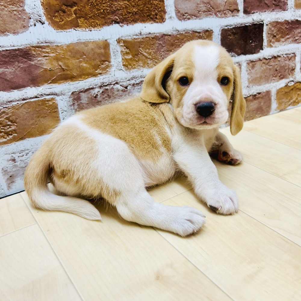 愛知県のビーグル (犬の家＆猫の里七宝店/2025年5月17日生まれ/男の子/レモンホワイト)の子犬の2枚目の画像