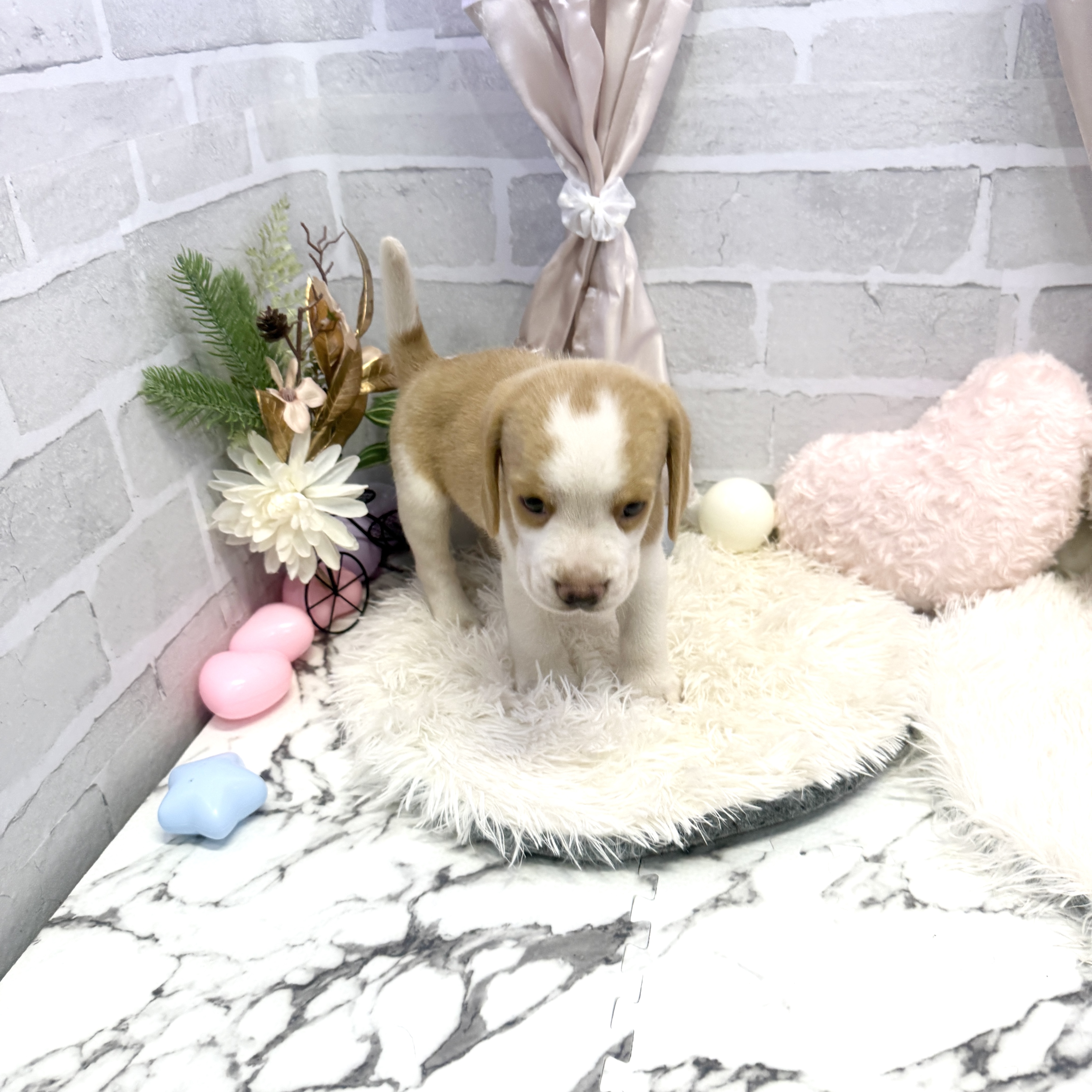 愛知県のビーグル (犬の家＆猫の里岡崎店/2025年5月17日生まれ/男の子/レモンホワイト)の子犬の2枚目の画像