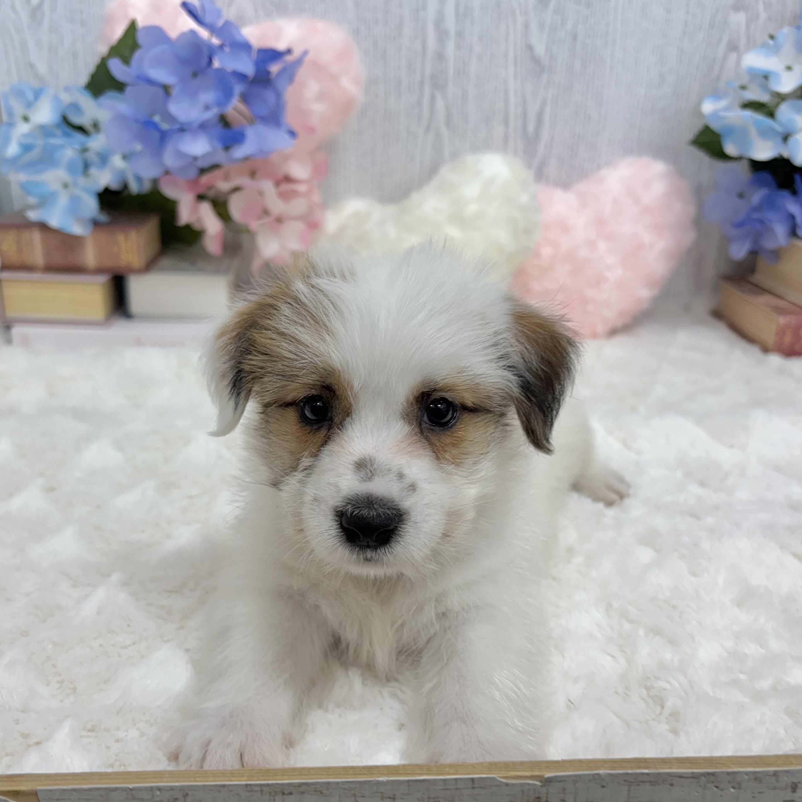 神奈川県のジャックラッセルテリア (犬の家＆猫の里相模原店/2025年5月18日生まれ/男の子/ホワイトタン)の子犬の2枚目の画像