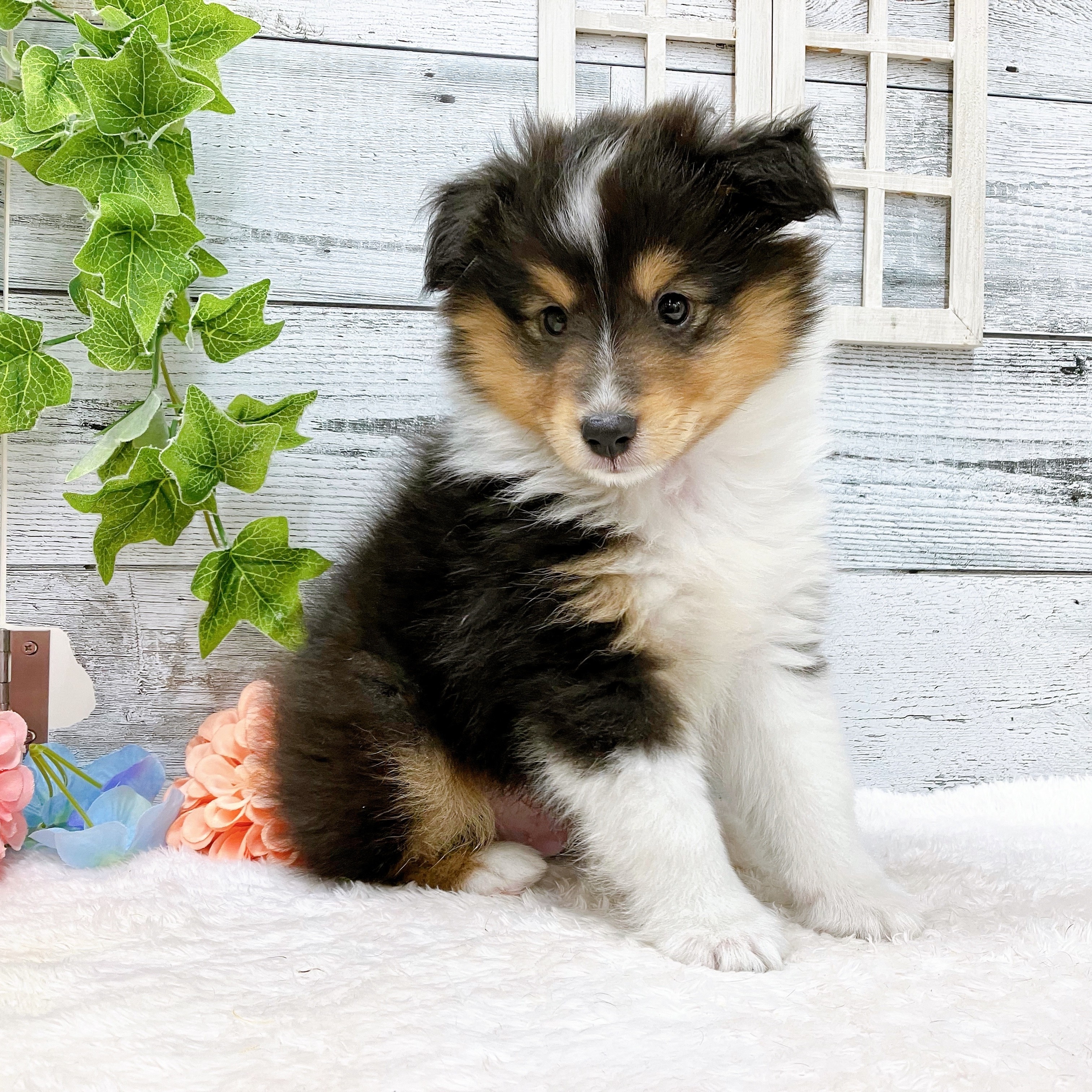 石川県のシェットランドシープドッグ (犬の家＆猫の里アミーゴ金沢おこばた店/2025年5月17日生まれ/男の子/ブラックホワイトタン)の子犬の2枚目の画像
