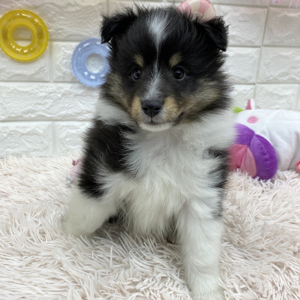愛知県のシェットランドシープドッグ (犬の家＆猫の里MEGAドン・キホーテ東海名和店/2025年5月17日生まれ/男の子/ブラックホワイトタン)の子犬の2枚目の画像