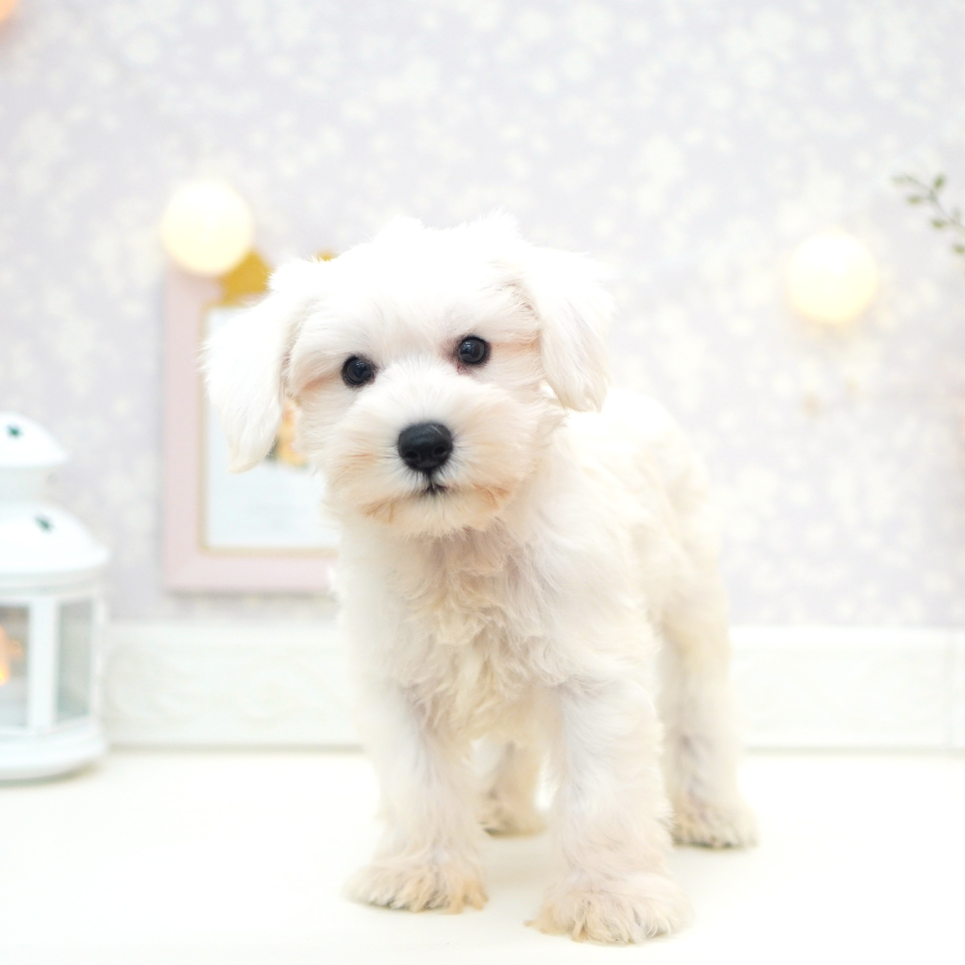 富山県のミニチュアシュナウザー (犬の家＆猫の里富山店/2025年5月16日生まれ/男の子/ホワイト)の子犬の1枚目の画像