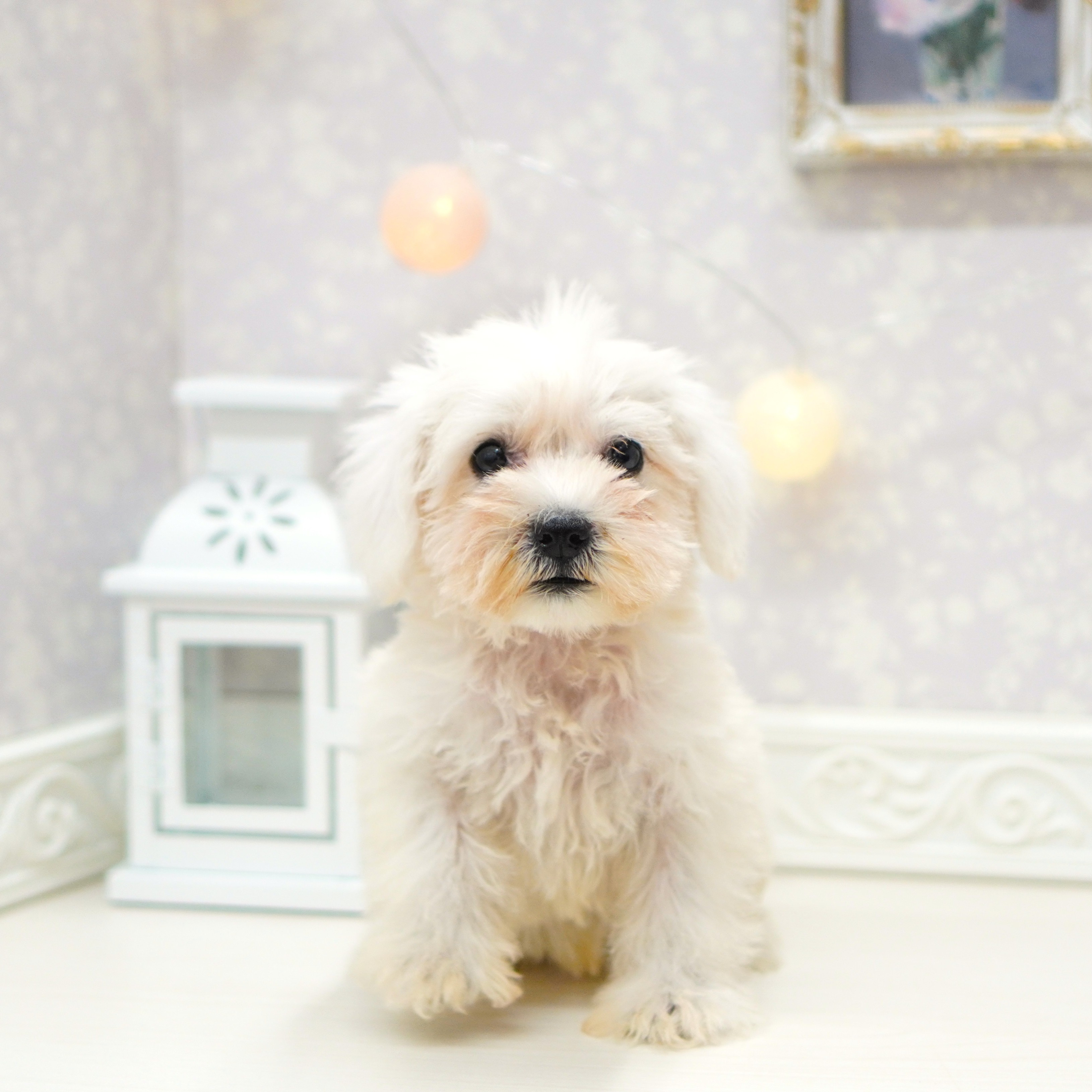 富山県のミニチュアシュナウザー (犬の家＆猫の里アミーゴ山室店/2025年5月16日生まれ/女の子/ホワイト)の子犬の1枚目の画像