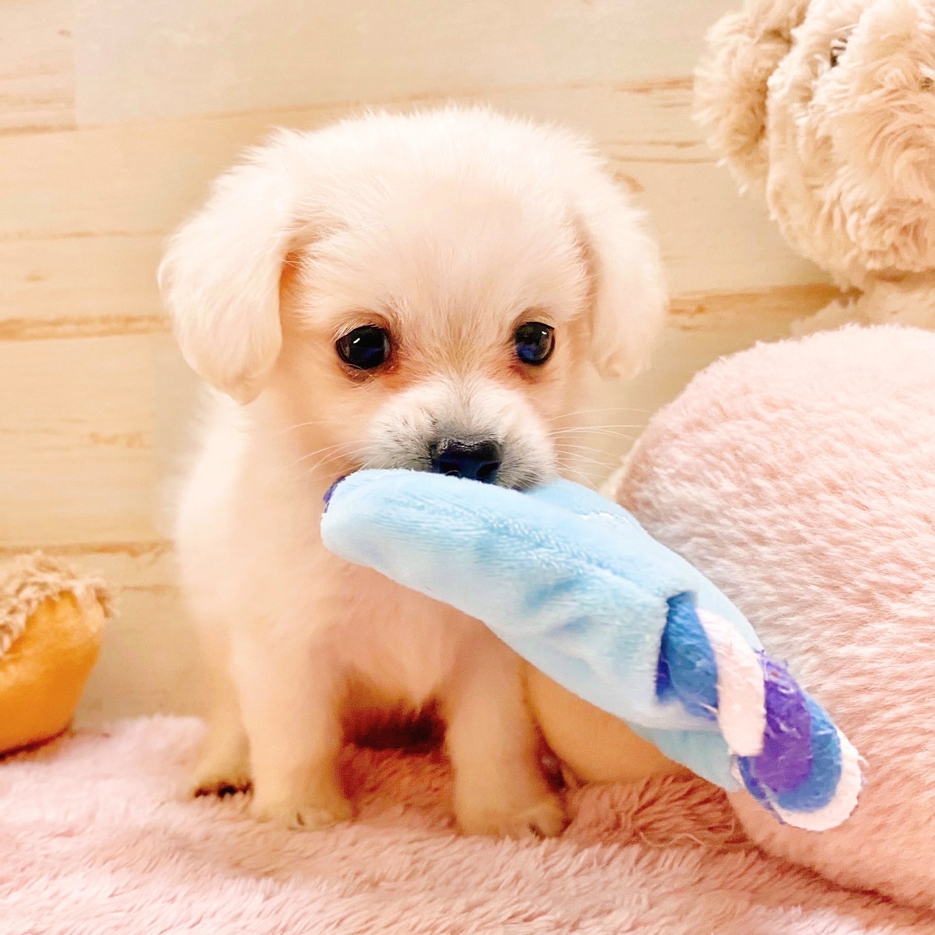 兵庫県のポメックス(ポメラニアン×ダックス) (犬の家＆猫の里神戸店/2025年5月17日生まれ/男の子/クリーム)の子犬の2枚目の画像