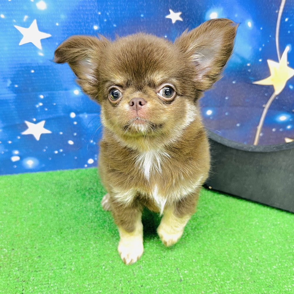 愛知県のチワワ(ロング) (犬の家＆猫の里名古屋天白店/2025年5月17日生まれ/男の子/チョコレートタン)の子犬の1枚目の画像