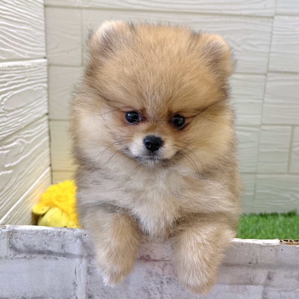 愛知県のポメラニアン (犬の家＆猫の里豊田店/2025年5月14日生まれ/女の子/オレンジ)の子犬の2枚目の画像