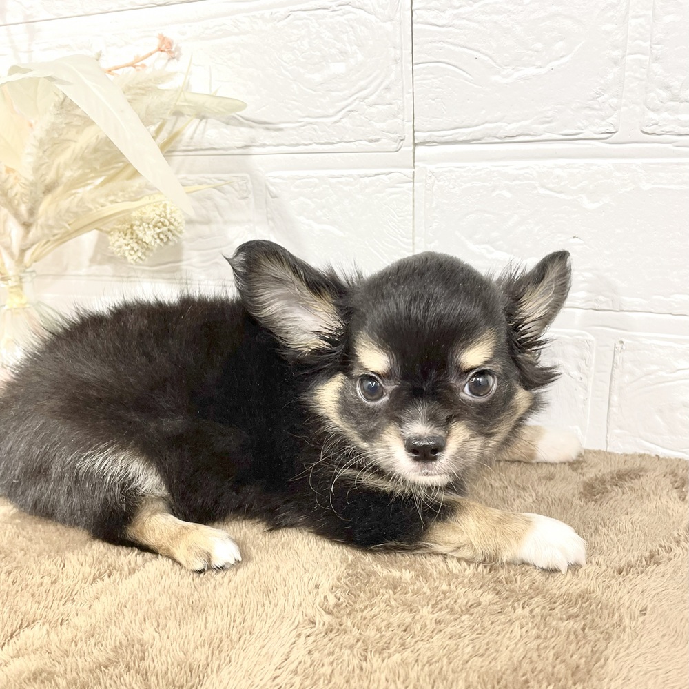兵庫県のチワワ(ロング) (犬の家＆猫の里ニッケパークタウン加古川店/2025年5月10日生まれ/男の子/ブラックタンホワイト)の子犬の1枚目の画像