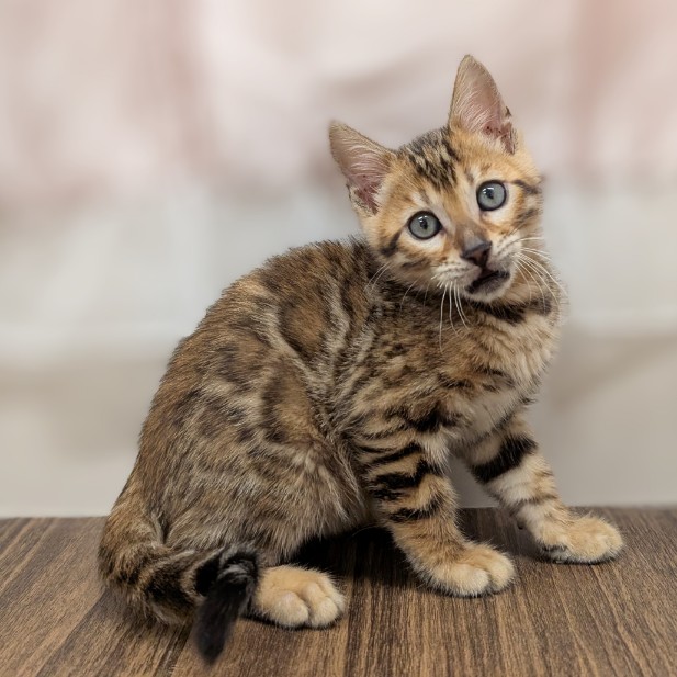 兵庫県のベンガル (犬の家＆猫の里カナート西神戸店/2025年5月13日生まれ/女の子/ブラウンスポットタビー)の子猫の1枚目の画像