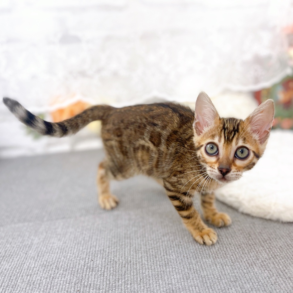 京都府のベンガル (犬の家＆猫の里京都樟葉店/2025年5月13日生まれ/女の子/ブラウンスポットタビー)の子猫の2枚目の画像