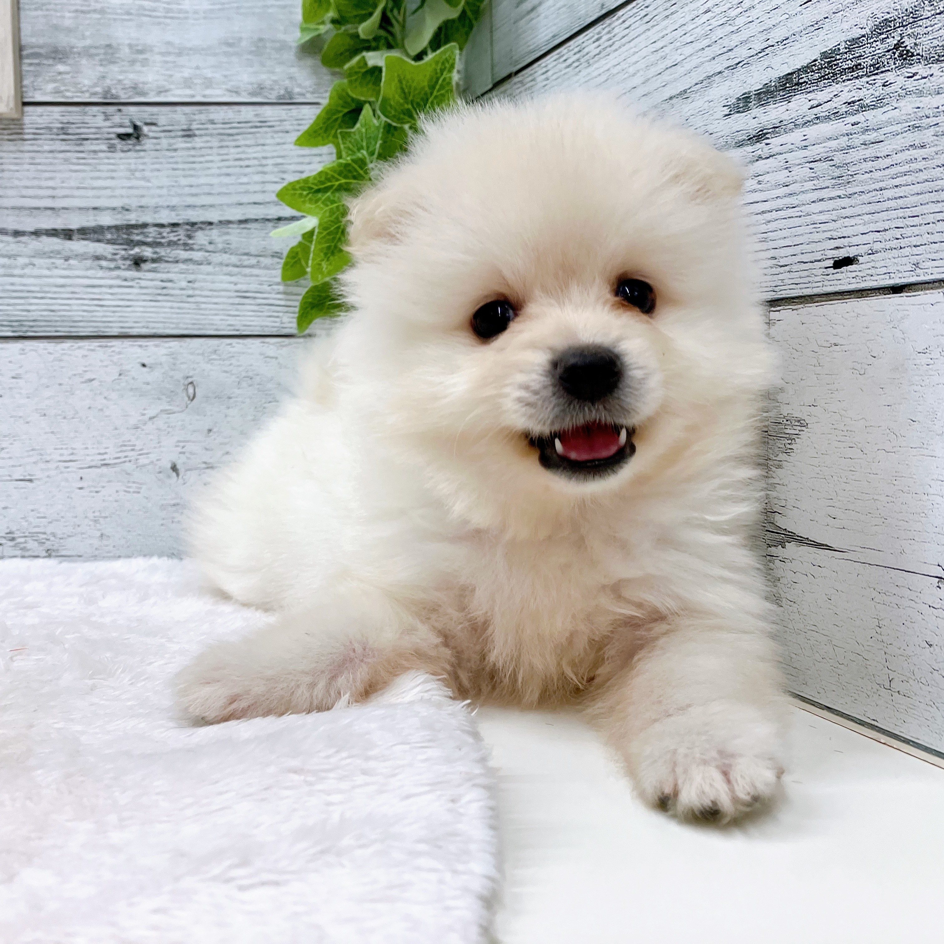 石川県のポメラニアン (犬の家＆猫の里アミーゴ金沢おこばた店/2025年5月20日生まれ/男の子/クリーム)の子犬の2枚目の画像