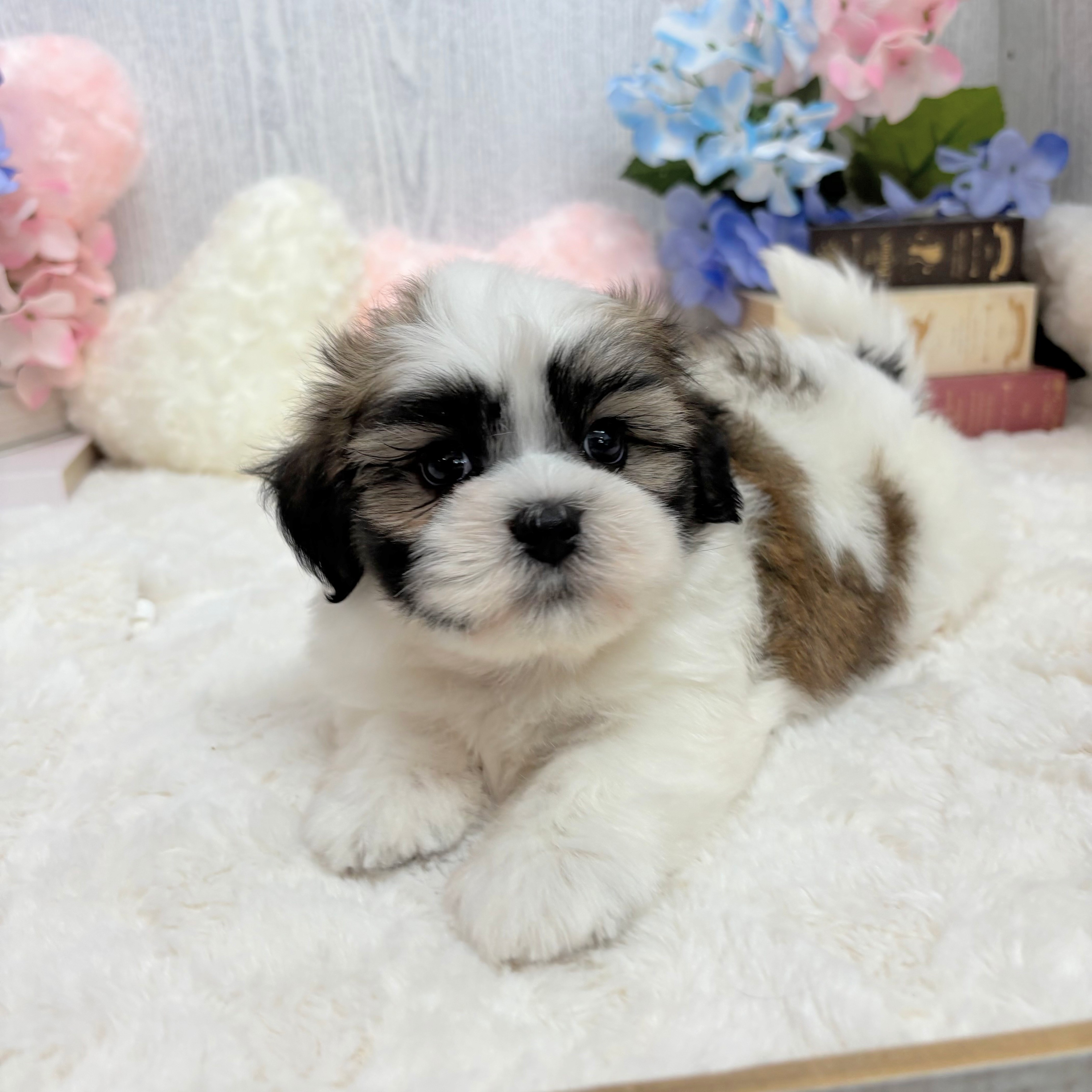 神奈川県のマルズー/マルシーズ(マルチーズ×シーズー) (犬の家＆猫の里相模原店/2025年5月20日生まれ/男の子/ホワイトゴールド)の子犬の2枚目の画像
