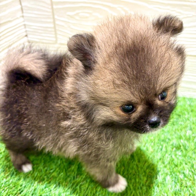 愛知県のポメラニアン (犬の家＆猫の里豊田店/2025年5月20日生まれ/男の子/オレンジセーブル)の子犬の2枚目の画像