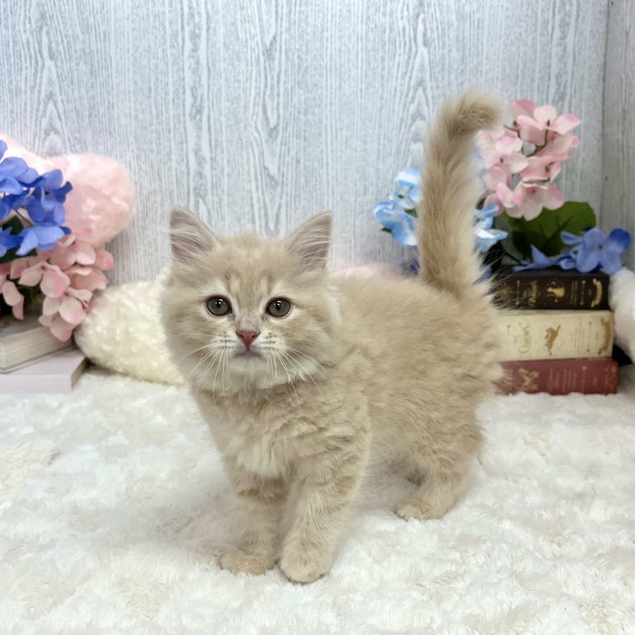 神奈川県のスコティッシュストレート (犬の家＆猫の里相模原店/2025年5月15日生まれ/女の子/クリームタビー)の子猫の1枚目の画像