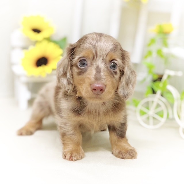 静岡県のミニチュアダックスフンド(ロング) (犬の家＆猫の里藤枝店/2025年5月16日生まれ/男の子/チョコレートダップル)の子犬の1枚目の画像